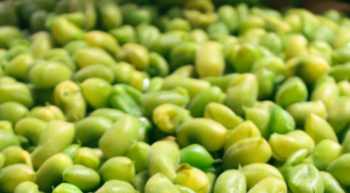 10 Healthy Snacks to Keep You Satisfied and Energized Throughout the Day